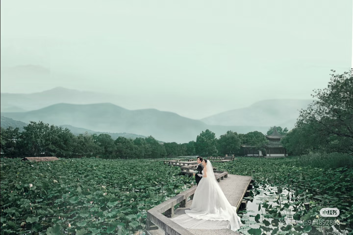 素材 荷花婚纱